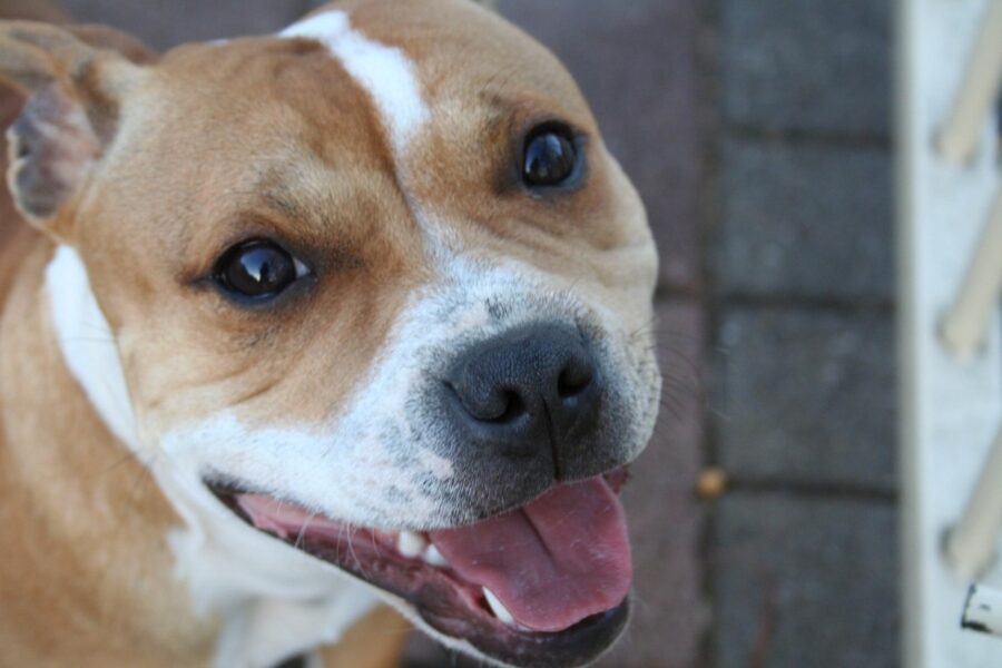 cane bianco e marrone