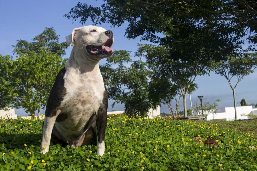 cane in giardino