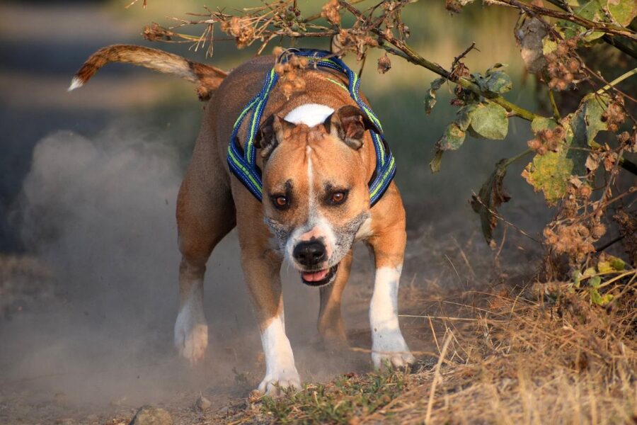 american staffordhire terrier