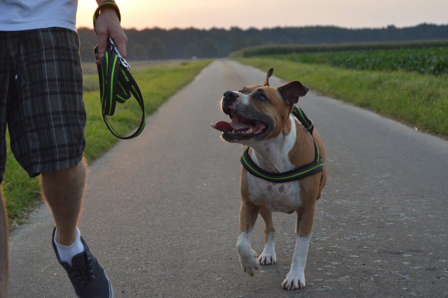 cane al guinzaglio