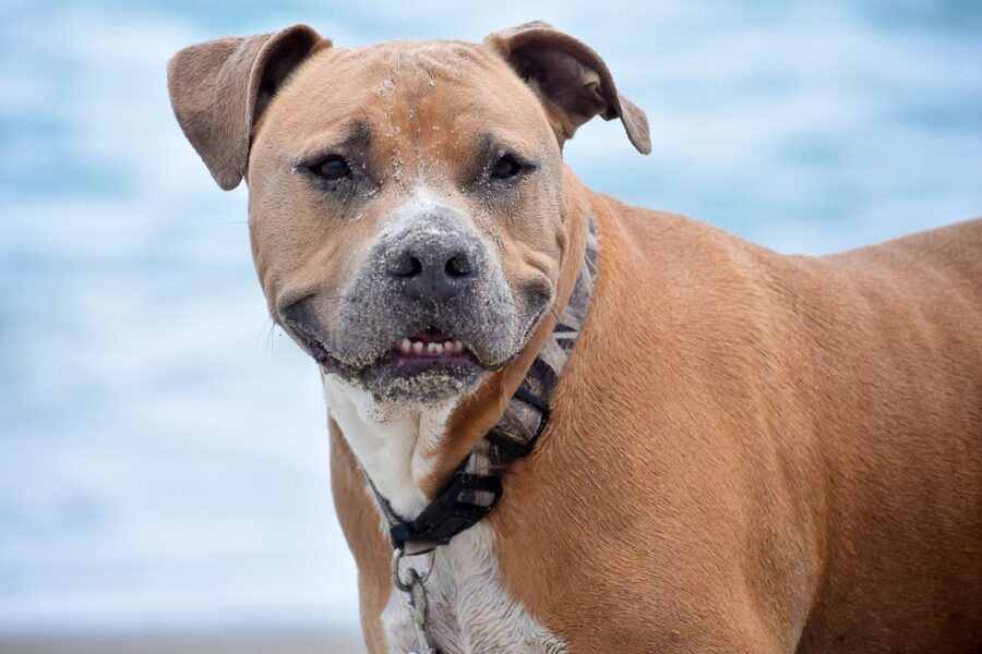 cane felice in spiaggia