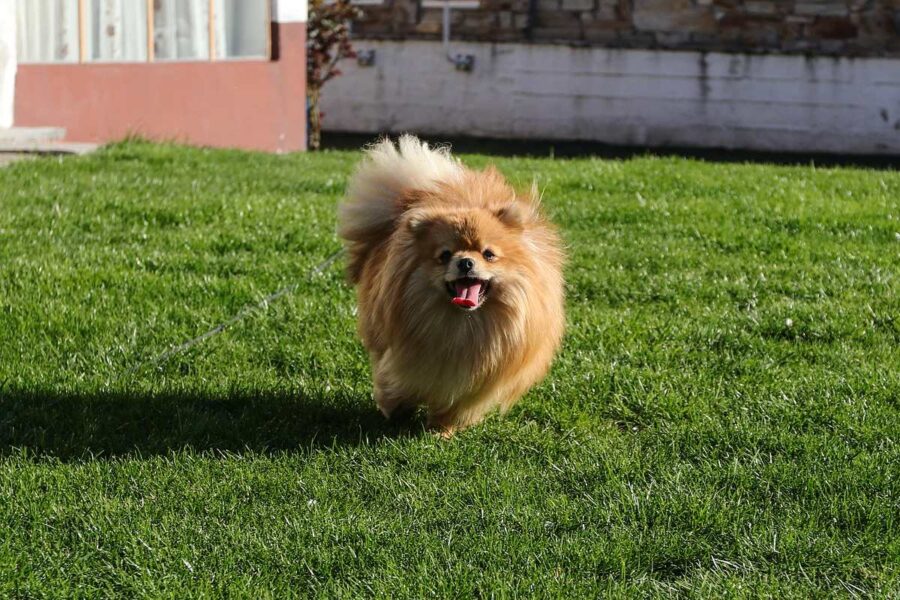 cane che corre