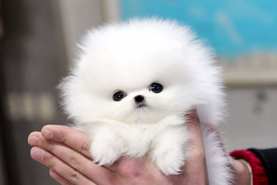 cucciolo di pomerania bianco