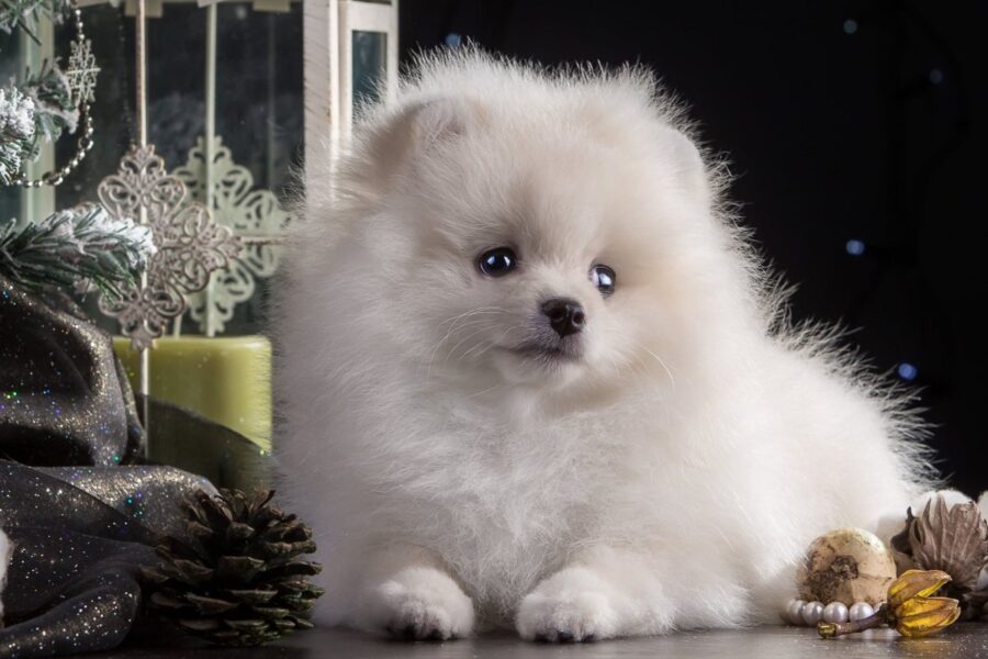 cagnolino bianco