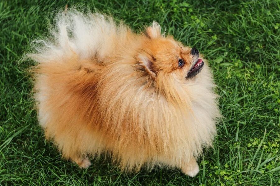 cane volpino di pomerania