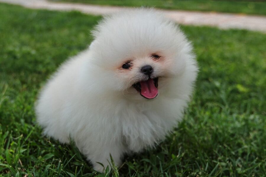 cucciolo di pomerania