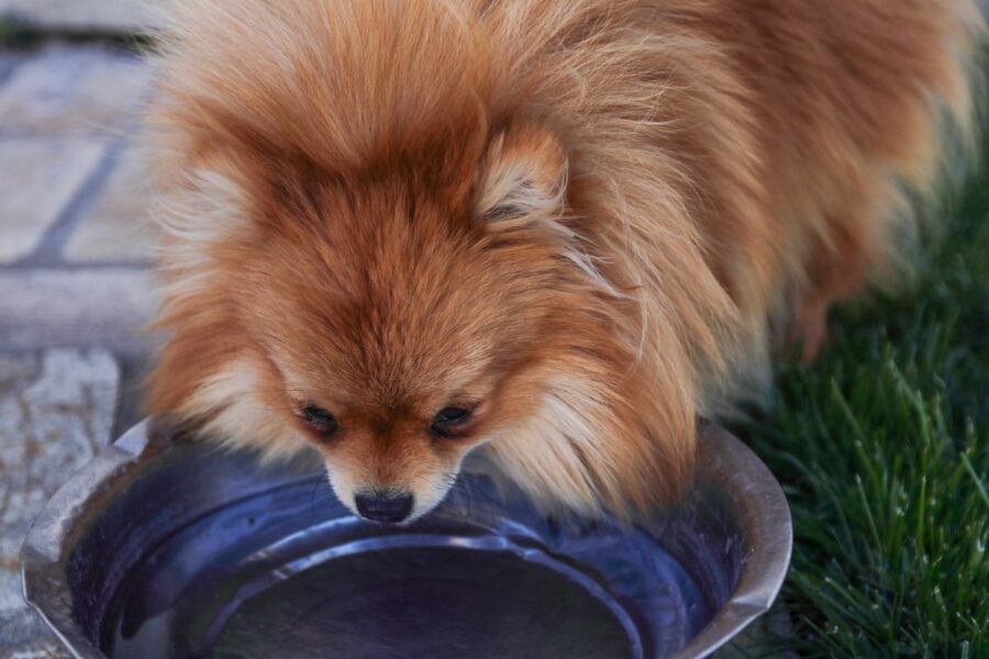 cane che beve l'acqua