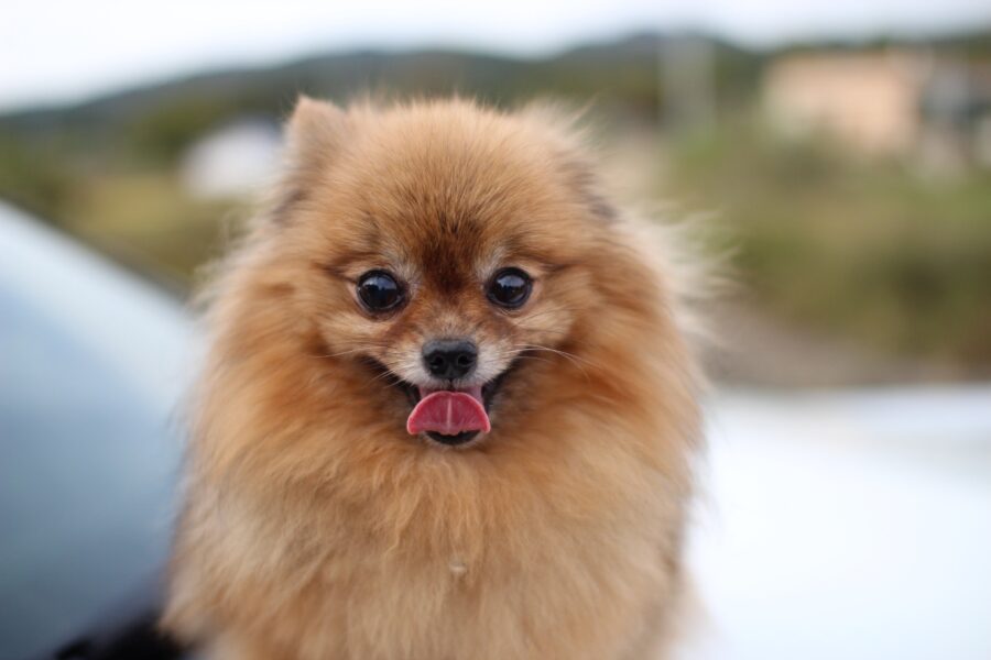 Pomerania, tutto su questa razza: carattere, pelo, curiosità, consigli e cure