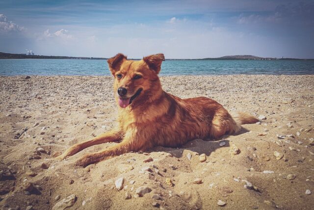 Portare il cane al mare: 6 suggerimenti per una vacanza perfetta