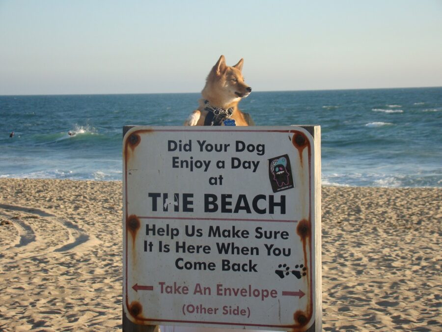 cane cartello spiaggia