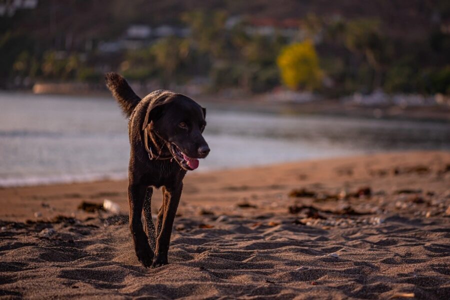 cane simpatico dolce