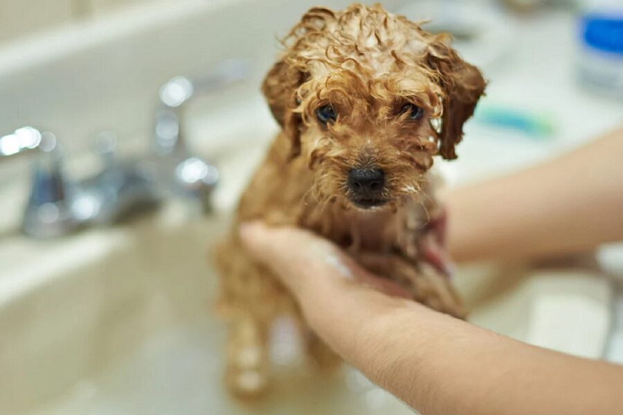 cucciolo di cane fa il bagnetto