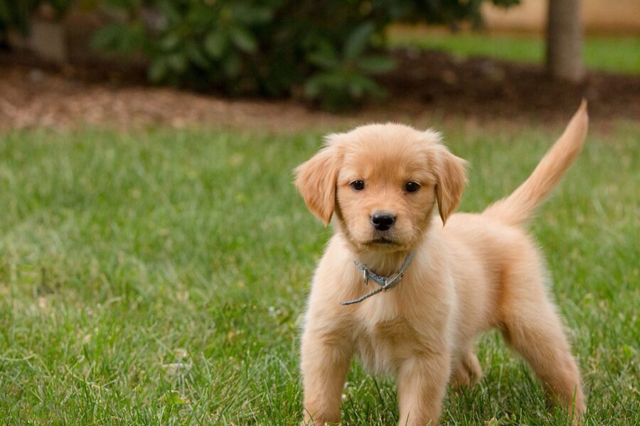 cucciolo di golden retriever