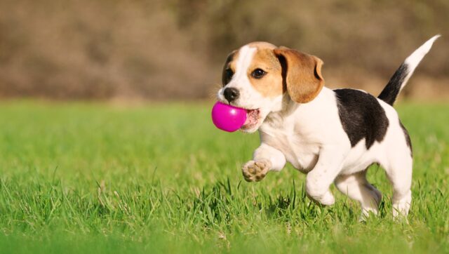 Come pulire un cucciolo di cane quando non può fare il bagno?