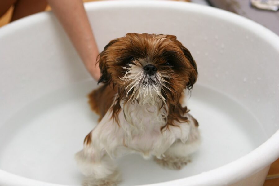 cucciolo di cane fa il suo primo bagnetto