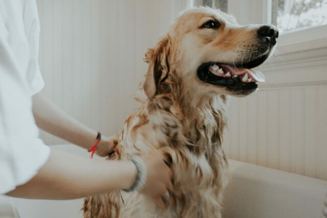 A quanti mesi si può toelettare il cucciolo di cane?