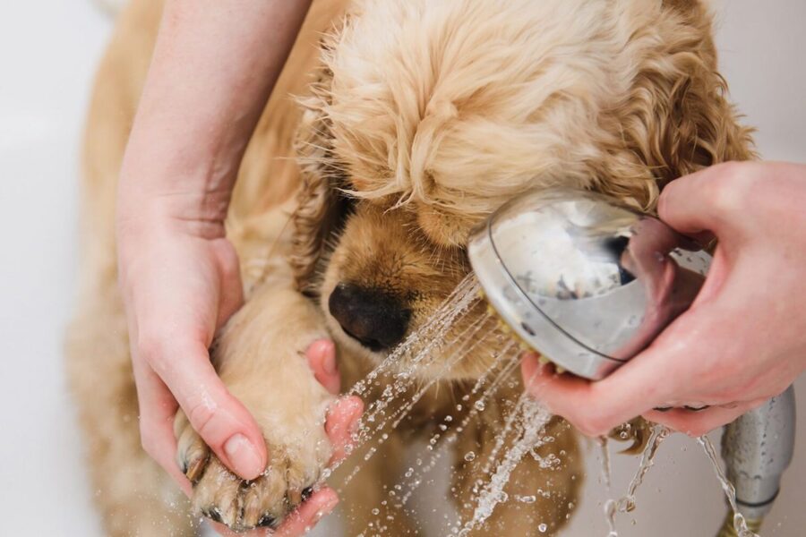 toelettatrice lava le zampe ad un cucciolo di cane