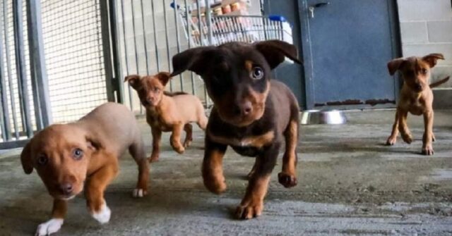 Quattro cuccioli dagli occhi dolci cercano casa