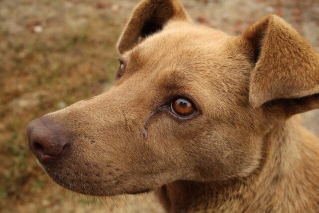 I pompieri salvano un cane intrappolato da tre giorni nel cortile di una casa non abitata (VIDEO)