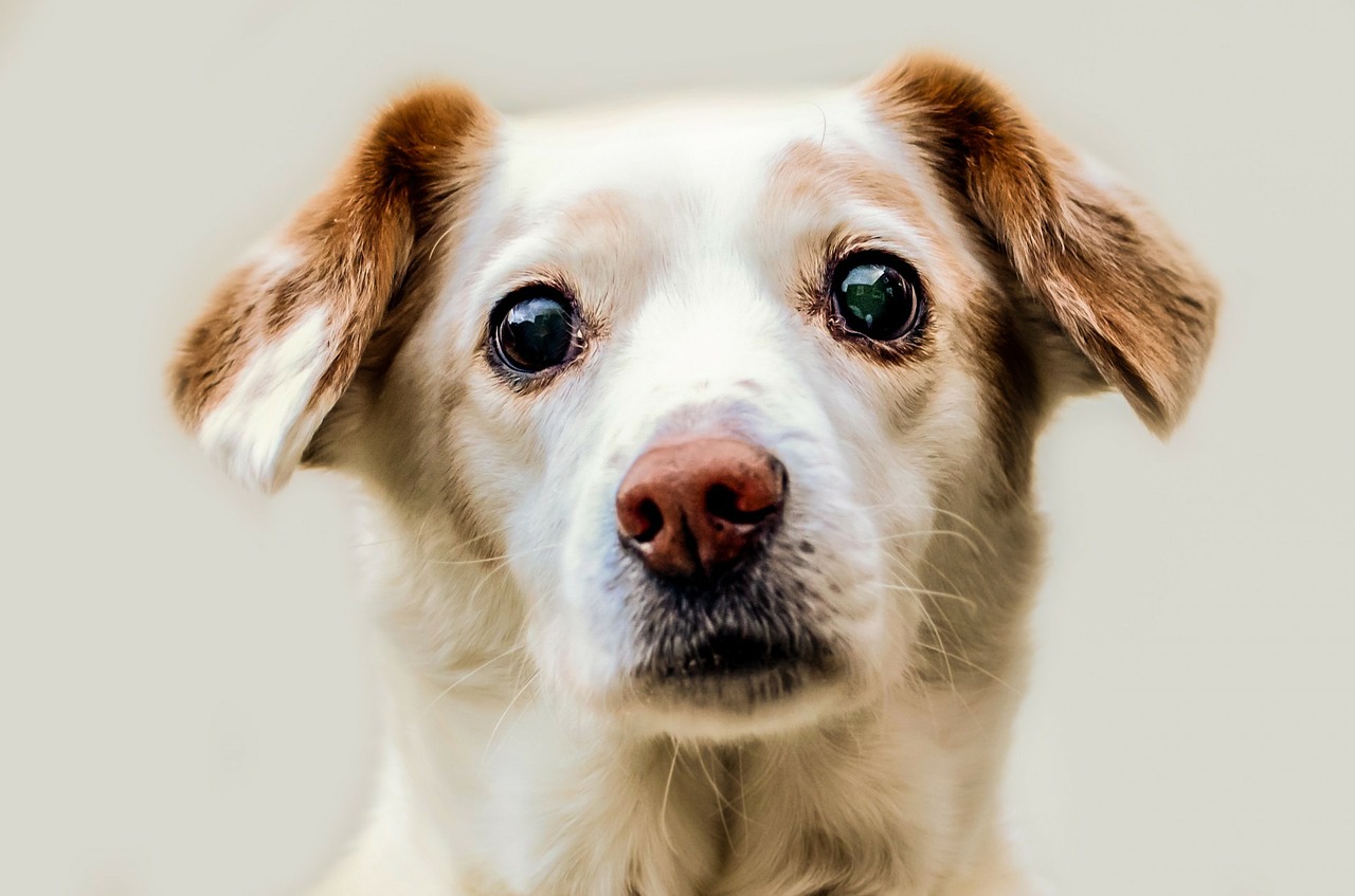 cane sguardo tenero