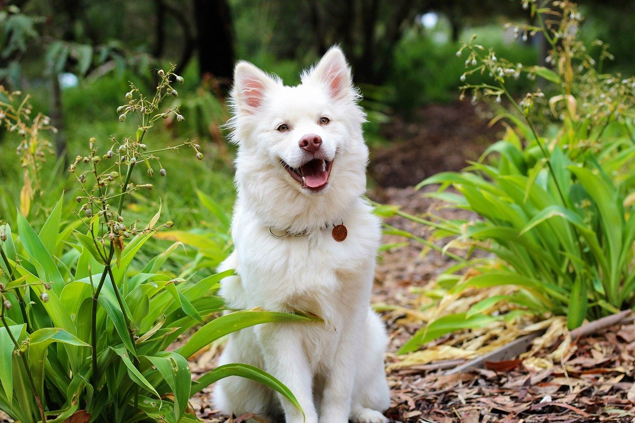 cane felice