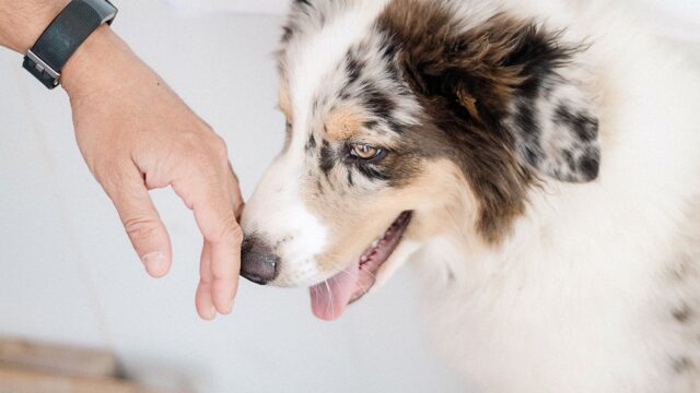 Ricette vegetariane per cani, le migliori per Fido