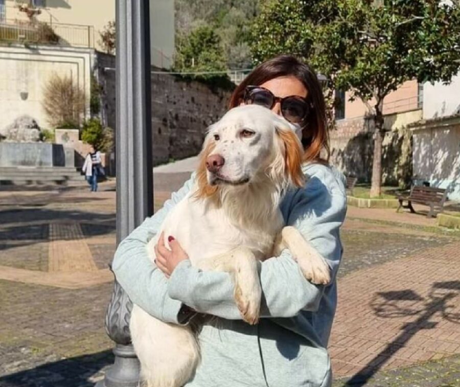 cucciola setter davanti ragazza