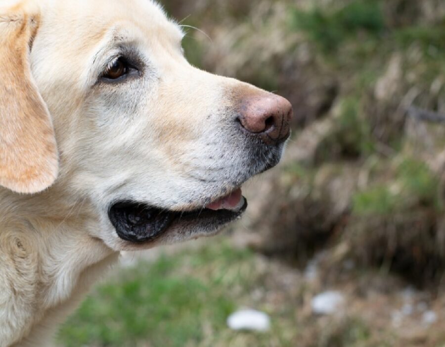 cane mancanza di dispositivo protezione