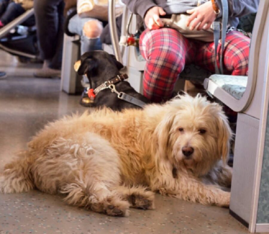 cane dentro bus insieme proprietario