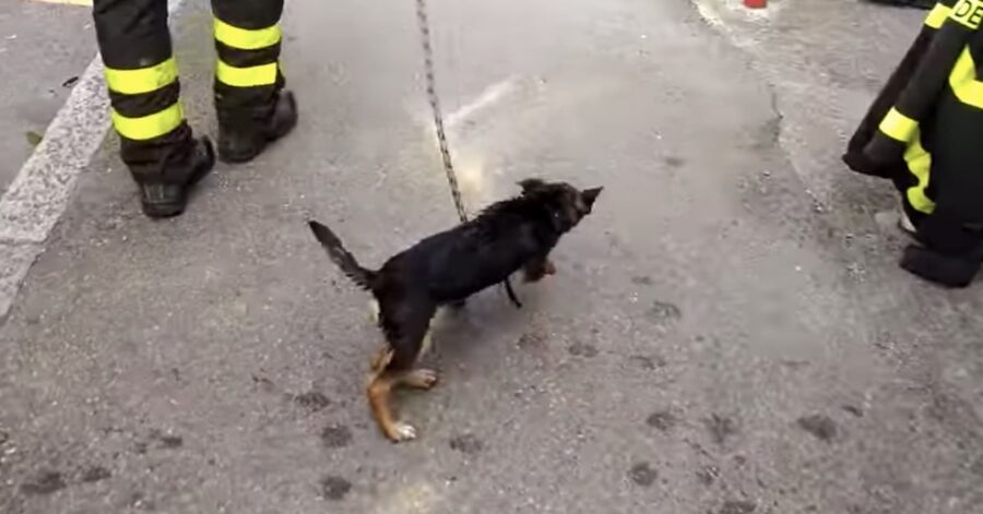 pompieri salvano un cane abbandonato su un terrazzo