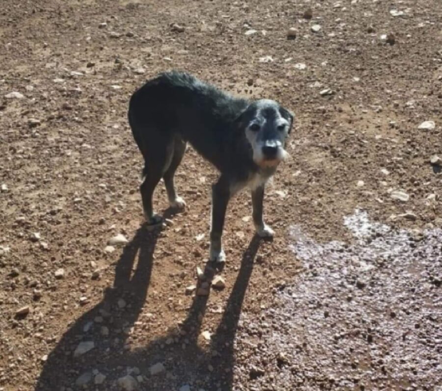 cagnolino sole cocente strada