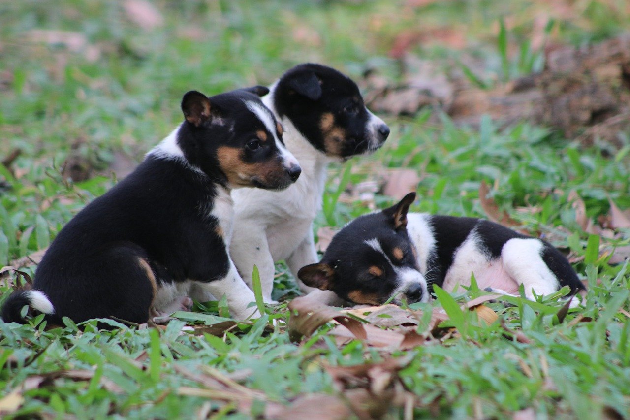 cagnolini stanchi si riposano