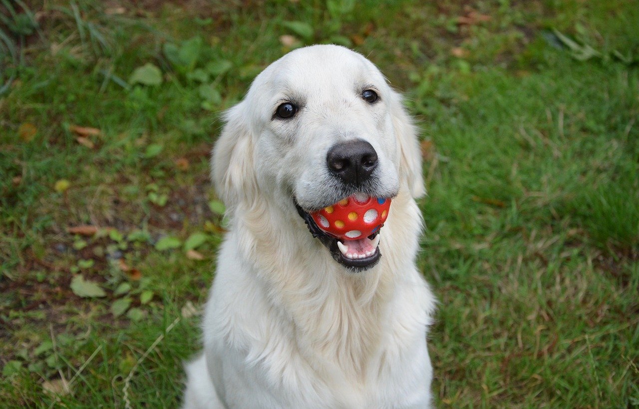 cane porta la pallina per giocare