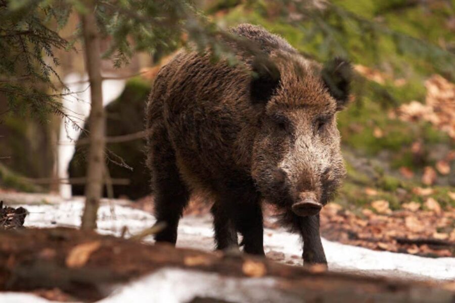 caccia al cinghiale