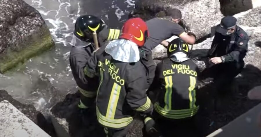 cane salvato a Trapani dai vigili del fuoco