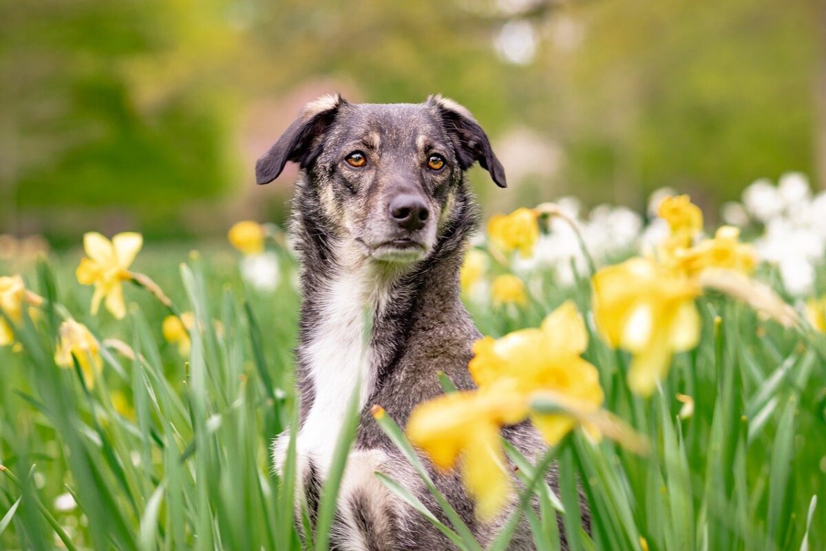 cane tra i fiori