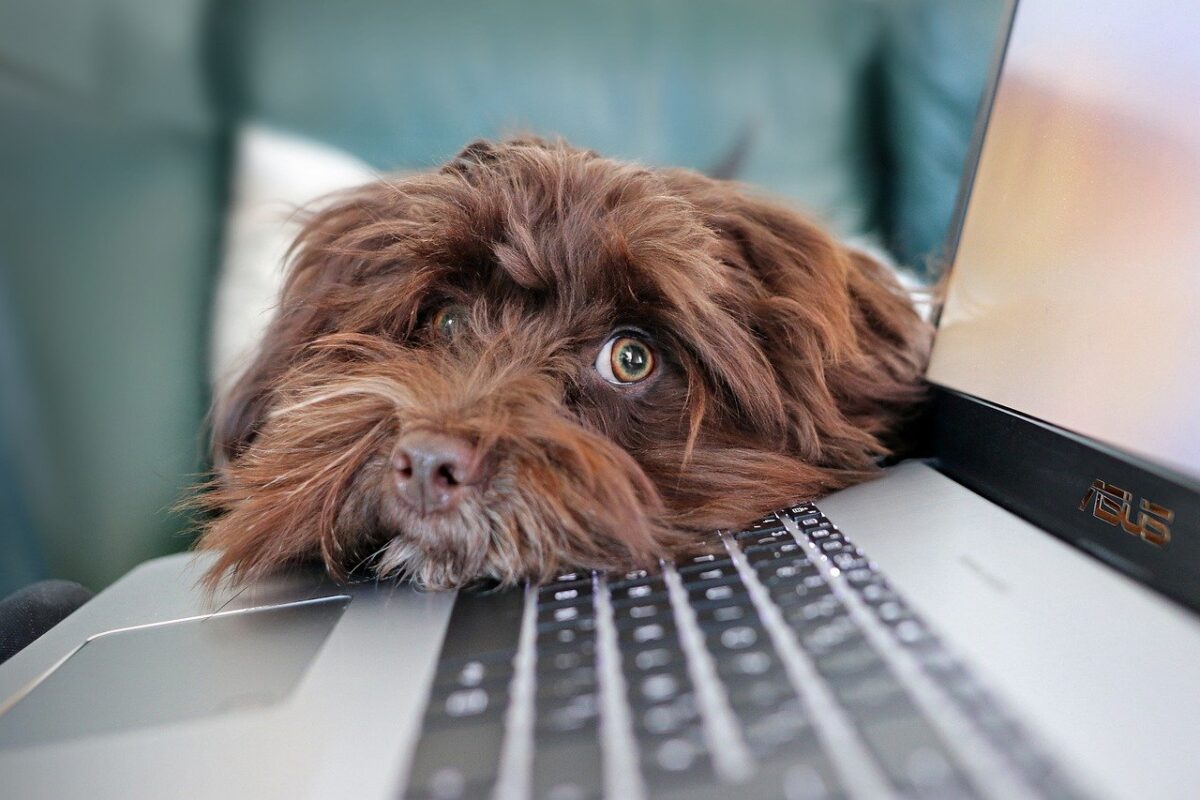 cane sul computer