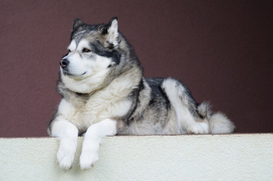 cane alaskan malamute