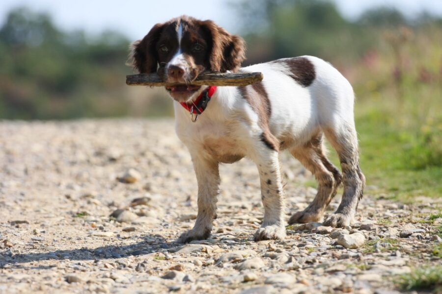 cane con rametto in bocca