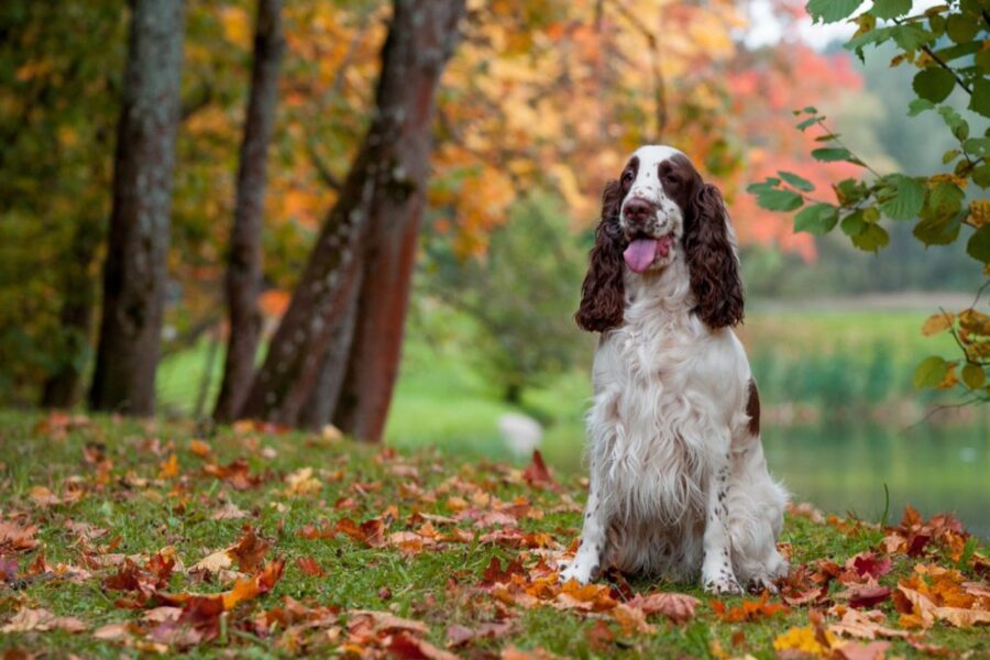 cane in autunno