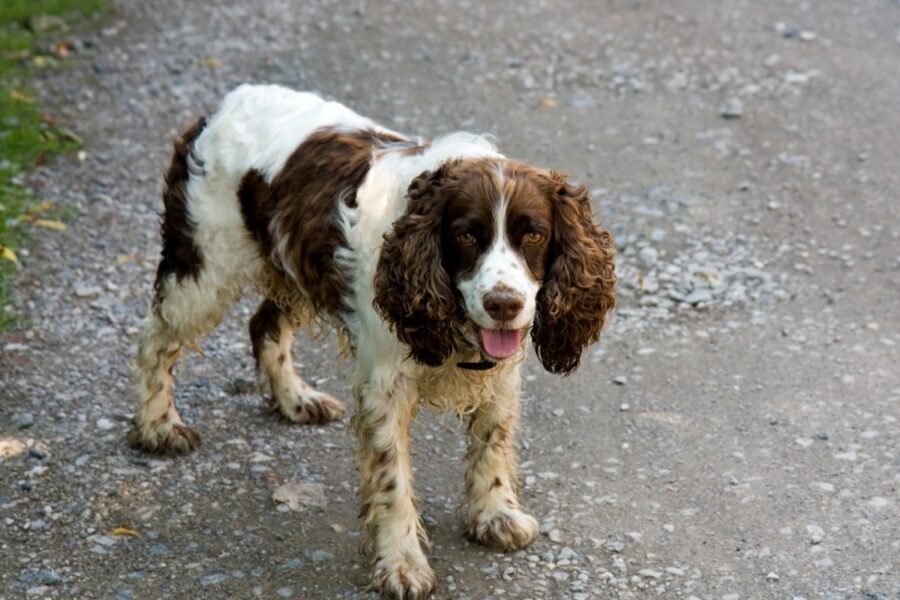 cane per strada