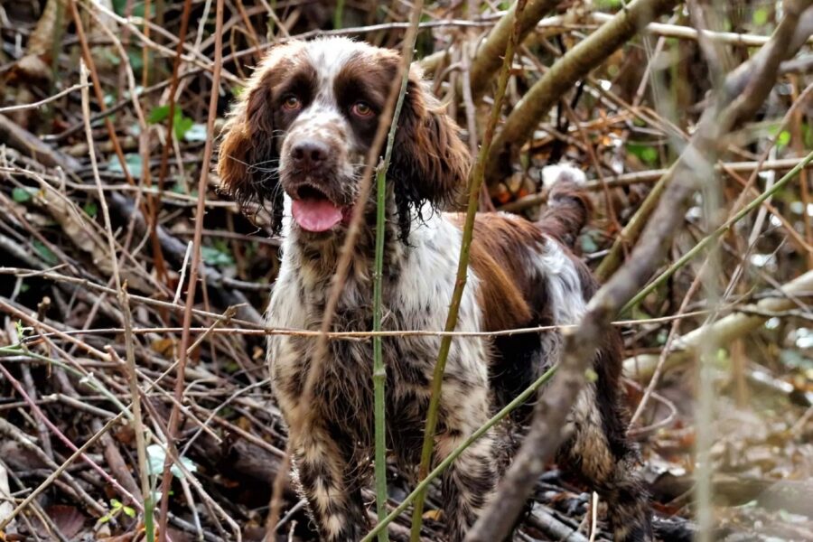 cane nel bosco