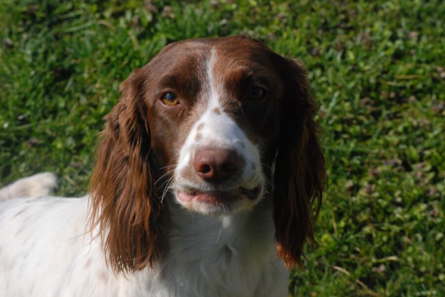 cane con orecchie lunghe