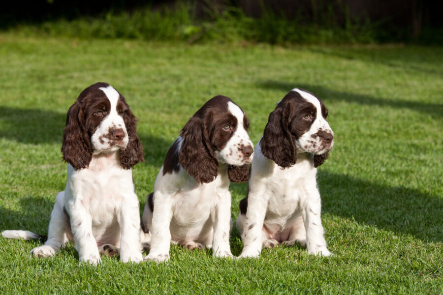 cuccioli di cane springer spaniel