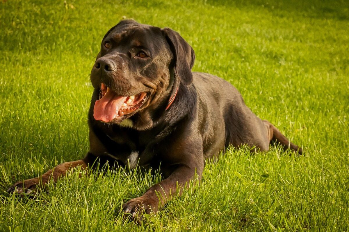 cane sul prato