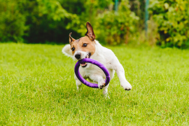 cane che gioca con frisbee