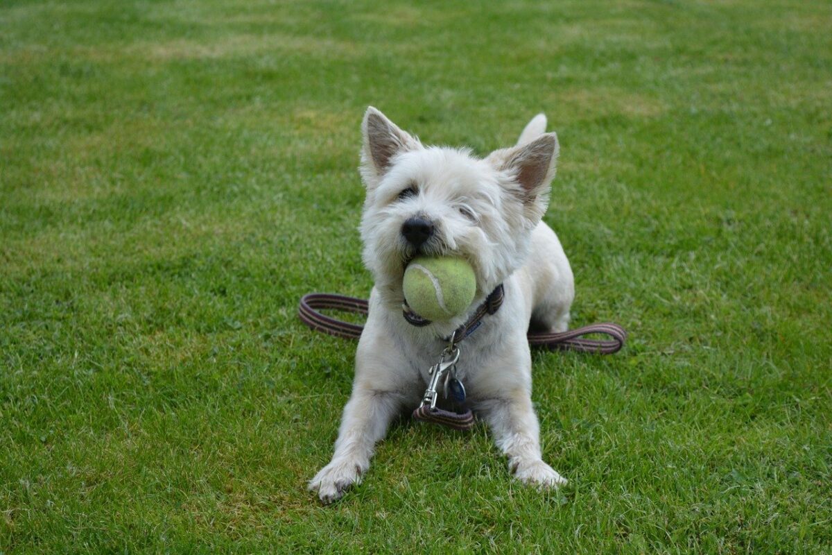 cane con la pallina da tennis