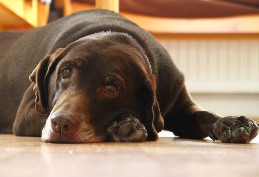 cane labrador disteso sul pavimento