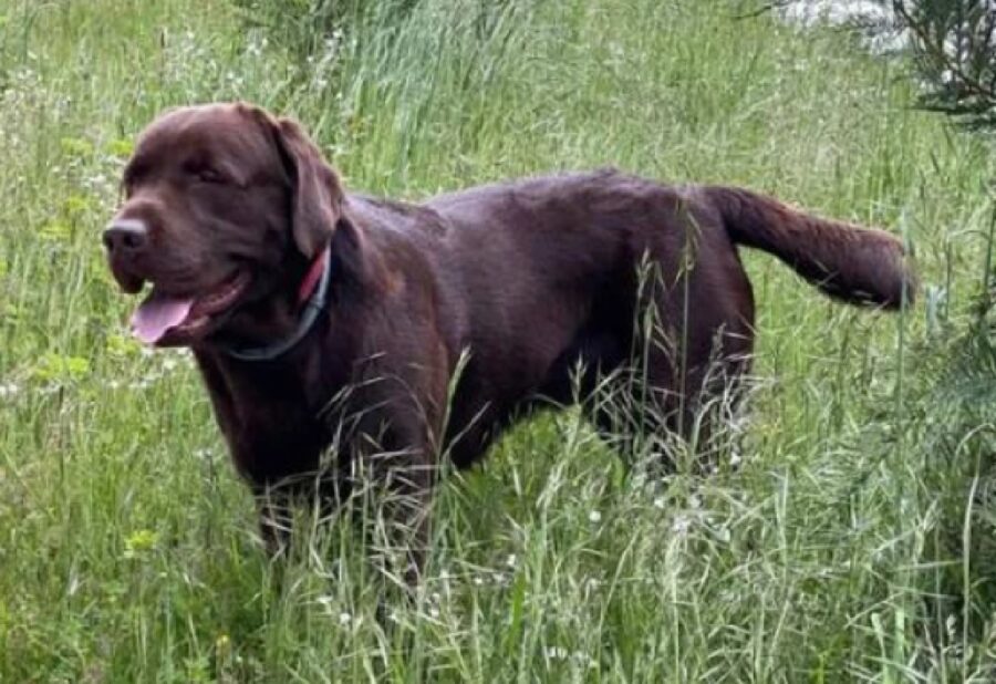 cane labrador nel bosco