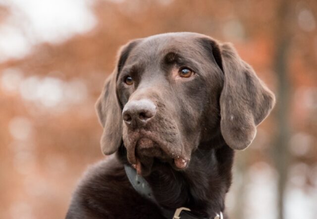 Talla, scompare nelle campagne il cane Argo, non si esclude il rapimento per questo Labrador